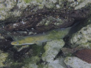 A European eel (Anguilla anguilla) hides between rocks and algae under water. Dive site