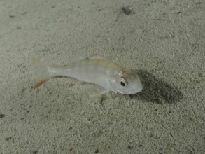 A pale little fish, perch (Perca fluviatilis), lies motionless on the sandy bottom. Dive site