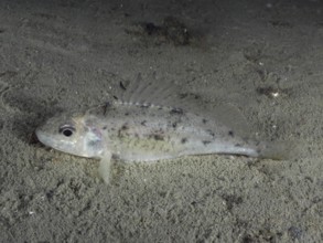 The ruffe (Gymnocephalus cernua) lies on the sandy bottom in a calm underwater environment. Dive