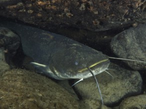 A catfish (Silurus glanis), Waller, hides between stones in a dark underwater environment. Dive