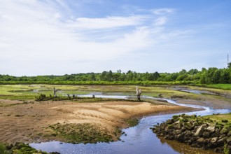 Marshes in La Teste-de-Buch, Arcachon, Gironde, France