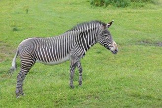 A Grévy's zebra (Equus grevyi) stands in a green meadow. Botswana