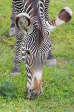 Portrait of a Grévy's zebra (Equus grevyi) grazing in a green meadow. Botswana