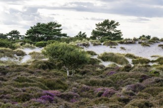 Heather on the dunes, Knoll Beach Studland, Poole, Dorset, England, United Kingdom