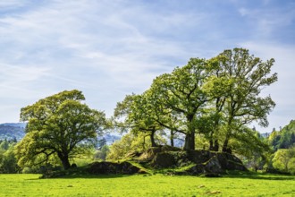 Old Oaks over Holy Trinity Church, Bog Lane, Brathay village, Lake District, Cumbria, England,