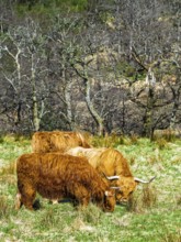 Highland Cattle, Scottish breed of rustic cattle, Highland, Scotland, UK
