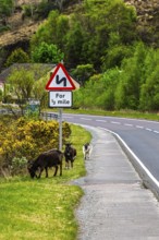 Goats over Invershiel, Loch Duich, Scotland, UK