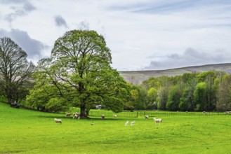 Farms, Pooley Bridge, Ullswater Lake, Lake District National Park, Cumbria, England, United Kingdom