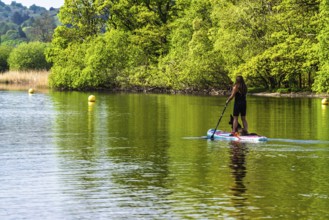 Woman with dog on Paddle board on Windermere Lake, Fell Foot Park, Lake District, Cumbria, England,