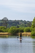 Woman with dog on Paddle board on Windermere Lake, Fell Foot Park, Lake District, Cumbria, England,