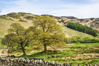Old Oaks on Farms, Ullswater Lake, Lake District National Park, Cumbria, England, United Kingdom