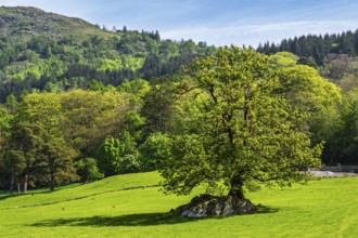 Fell Foot Park, Windermere Lake, Lake District, Cumbria, England, United Kingdom