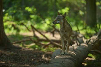 A wolf stands attentively on a fallen tree trunk in a sunny forest, Wolf (Canis lupus), summer,