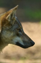 The profile of a wolf with focussed gaze and detailed fur, wolf (Canis lupus), summer, Germany