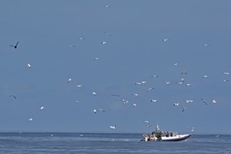 A boat on the sea surrounded by flying birds under a blue sky, boat tour, Noss, Shetland Islands,