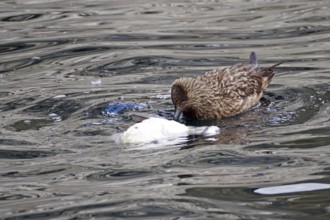A skua floats on the water surrounded by waves and feeds on a dead gannet, boat tour, Noss,