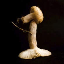 Two distinct mushrooms stand stacked in an artistic arrangement on a dark surface, highlighting