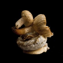 Two mushrooms are curiously stacked on top of each other, presenting a harmonious blend of shapes