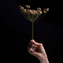 A hand gently grasps a slender flower stem with multiple small blossoms against a dark backdrop,