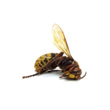 Dead hornet on white background illustrating the impact of environmental changes on pollinator