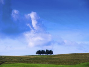 A serene landscape showcases a row of trees standing prominently on a gentle hill. The sky is