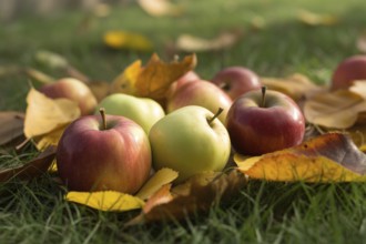 Close up of apples on grass with fallen autumn leaves. Generative AI, AI generated