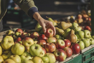 Hand reaching for fresh apples among pears at a farmers market. Concept for seasonal fruit choice
