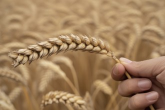 Close up of hand holding wheat grain in front of golden wheat field at harvest time. Generative ai,
