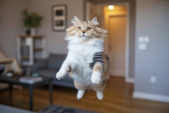 Fluffy cat mid-air jumping straight toward camera in living room. Concept of playful energy and