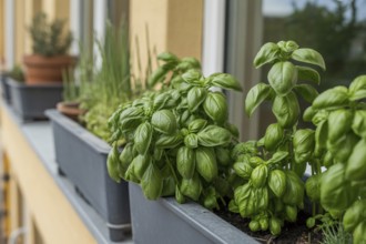 Fresh basil growing in pots on an outside windowsill. Homegrown herbs thriving in natural ligh.