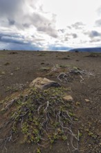 Barren stony volcanic landscape at Kjalvegur Kjölur, sparse vegetation, dramatic cloudy sky,