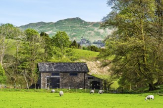 Farms in Lake District National Park, Cumbria, England, United Kingdom