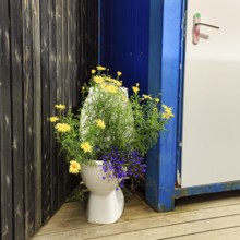 Original flower pot, yellow and blue flowers, discarded toilet bowl, public toilet, toilet block,