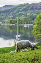 Sheeps over Windermere Lake, Ambleside, Lake District, Cumbria, England, United Kingdom