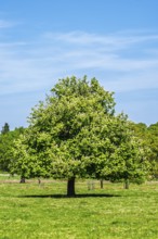 Shugborough Estate, National Trust House and garden, Great Haywood, Staffordshire, England, United