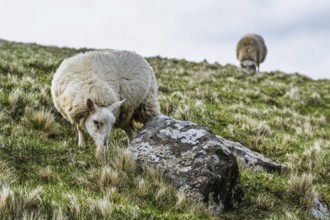 Sheeps on farms over Neist Point Lighthouse, Isle of Skye, Scotland, UK