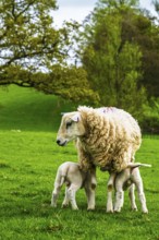Sheeps, Pooley Bridge, Ullswater Lake, Lake District National Park, Cumbria, England, United
