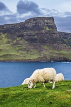 Sheeps on farms over Neist Point Lighthouse, Isle of Skye, Scotland, UK