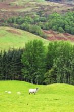 Sheeps on farms in West Highlands Farms, Scotland, UK