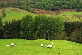 Sheeps on farms in West Highlands Farms, Scotland, UK