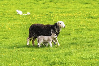 Sheeps, Pooley Bridge, Ullswater Lake, Lake District National Park, Cumbria, England, United
