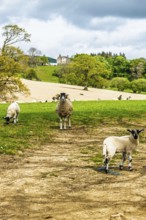 Sheeps on farms over Ullswater Lake, Lake District National Park, Cumbria, England, United Kingdom
