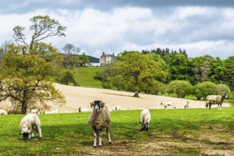 Sheeps on farms over Ullswater Lake, Lake District National Park, Cumbria, England, United Kingdom