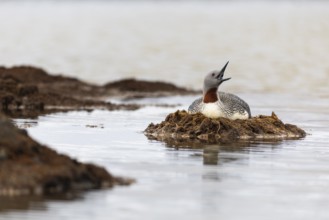 Red-throated diver (Gavia stellata) breeding on the nest, Aventdalen, Longyearbyen, Spitsbergen,