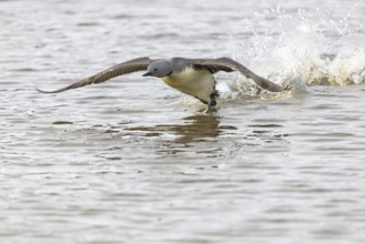 Red-throated diver (Gavia stellata) taking off on the water, Aventdalen, Longyearbyen, Spitsbergen,