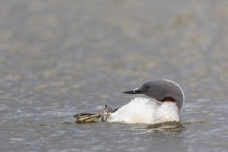 Red-throated diver (Gavia stellata) Feather care on the water, Aventdalen, Longyearbyen,