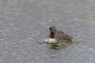 Star diver (Gavia stellata) swimming on the water, Aventdalen, Longyearbyen, Spitsbergen, Svalbard