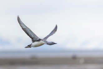 Red-throated diver (Gavia stellata) in flight, Aventdalen, Longyearbyen, Spitsbergen, Svalbard