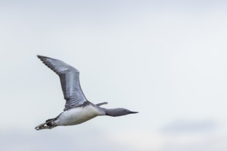 Red-throated diver (Gavia stellata) in Flurg, Aventdalen, Longyearbyen, Spitsbergen, Svalbard