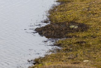 Red-throated diver (Gavia stellata) clutch in nest, eggs, Aventdalen, Longyearbyen, Spitsbergen,